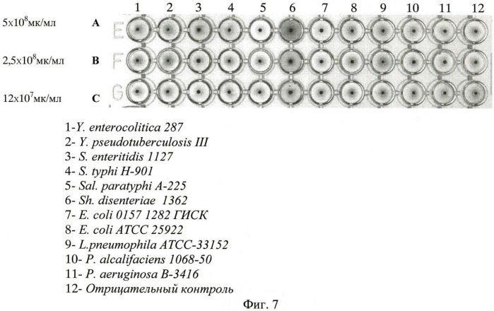 Штамм гибридных культивируемых клеток животных mus musculus 13f8 - продуцент моноклональных антител, специфичных к капсульному f1 антигену yersinia pestis (патент 2460788)