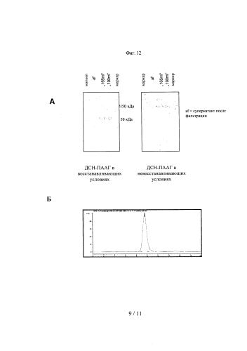 Двухвалентные биспецифические антитела (патент 2587616)