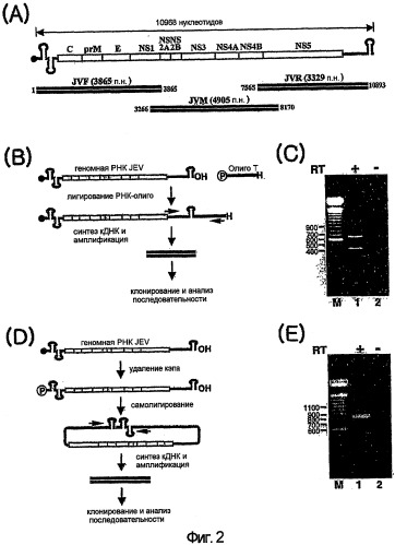 Новая полноразмерная геномная phk вируса японского энцефалита, полученная из нее инфекционная кднк jev и их применение (патент 2307872)