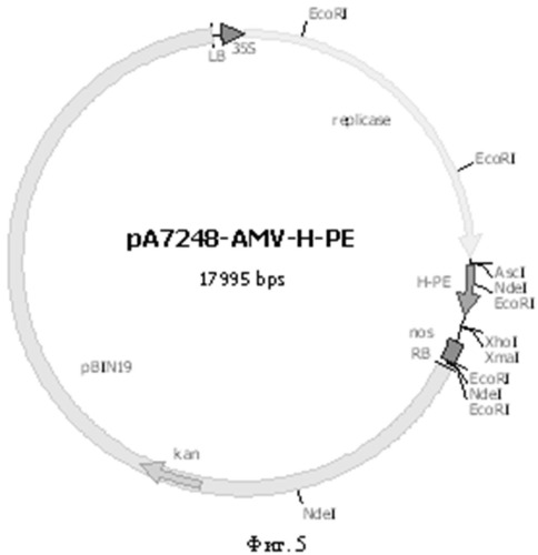 Полиэпитопный белок, нуклеотидная последовательность, кодирующая полиэпитопный белок, плазмида с последовательностью, кодирующей полиэпитопный белок, и препарат полиэпитопного белка для индукции иммунного ответа против вируса ящура (патент 2467014)