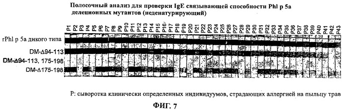 Производные phi p 5а, обладающие сниженной аллергенностью и сохраненной т-клеточной реактивностью (патент 2368620)
