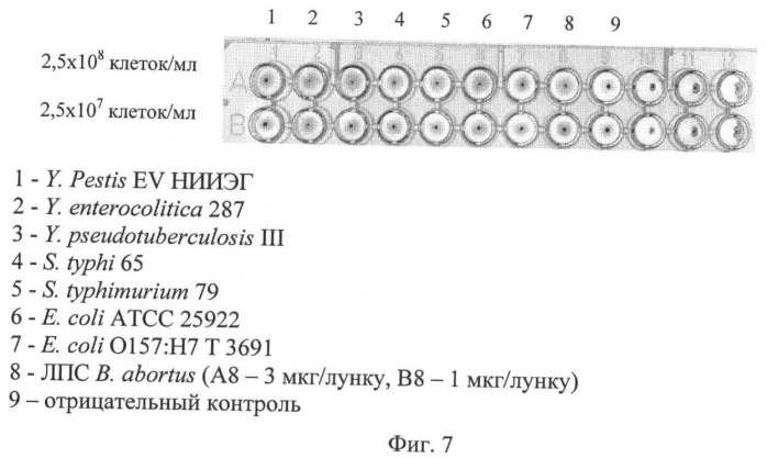 Штамм гибридных культивируемых клеток животных mus musculus 11d6-продуцент моноклональных антител, специфичных к липополисахаридам francisella tularensis (патент 2451078)