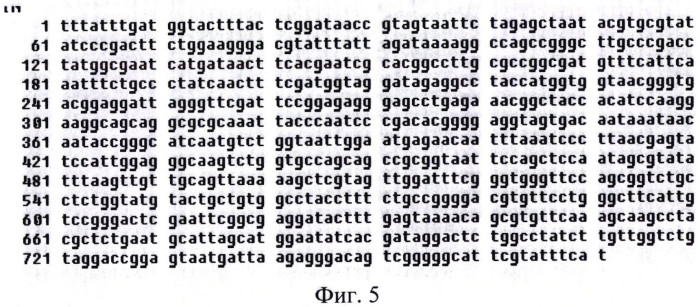 Штамм микроводоросли haematococcus pluvialis - продуцент натурального астаксантина (патент 2573944)