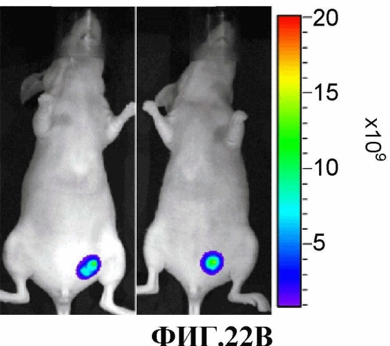 Конъюгаты rgd-(бактерио)хлорофилл для фотодинамической терапии и визуализации некротических опухолей (патент 2518296)