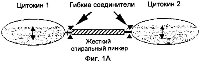 Полипептид со свойствами агониста рецептора гормона роста, кодирующая его нуклеиновая кислота, вектор для его экспрессии и продуцирующая его клетка (патент 2391353)