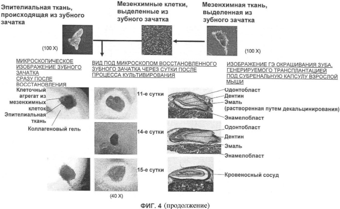 Способ формирования зуба, зубной ряд и способ формирования ткани (патент 2428140)