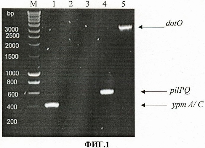 Тест-штамм yersinia pseudotuberculosis для дифференциации бактерий yersinia pseudotuberculosis генетической группы i (патент 2465319)