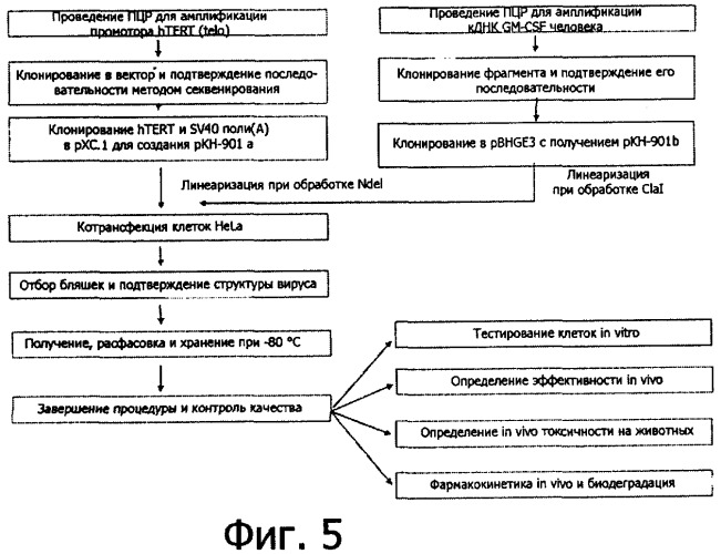 Конструирование рекомбинанта онколитического аденовируса, специфически экспрессирующего иммуномодуляторный фактор gm-csf в опухолевых клетках, и его применение (патент 2361611)