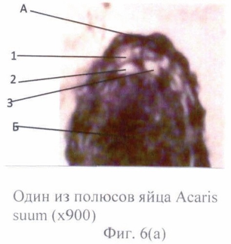 Способ прижизненной дифференциальной диагностики ascaris lumbricoides и ascaris suum по микроструктуре яиц (патент 2464561)