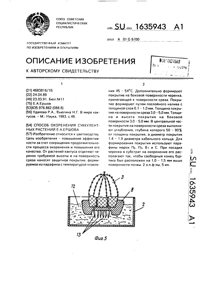 Способ окоренения суккулентных растений е.а.ершова (патент 1635943)