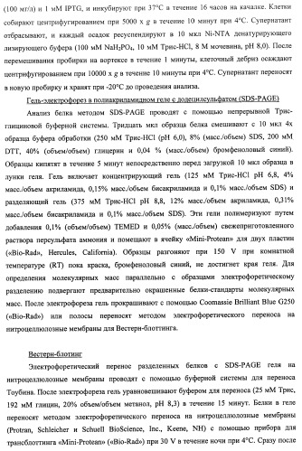 Гены и белки brachyspira hyodysenteriae и их применение (патент 2440369)