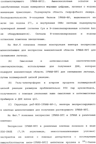 Белок ifnab-bpi, его предшественник, молекула днк, экспрессирующий вектор, способ продуцирования, фармацевтическая композиция для ингибирования активности ifn-  или ifn-  (патент 2336279)