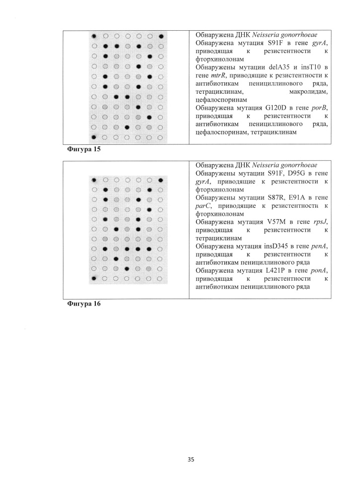 Олигонуклеотидный биочип для идентификации генетических детерминант резистентности neisseria gonorrhoeae к антимикробным препаратам, набор олигонуклеотидов, используемых для иммобилизации на биочипе (патент 2636457)