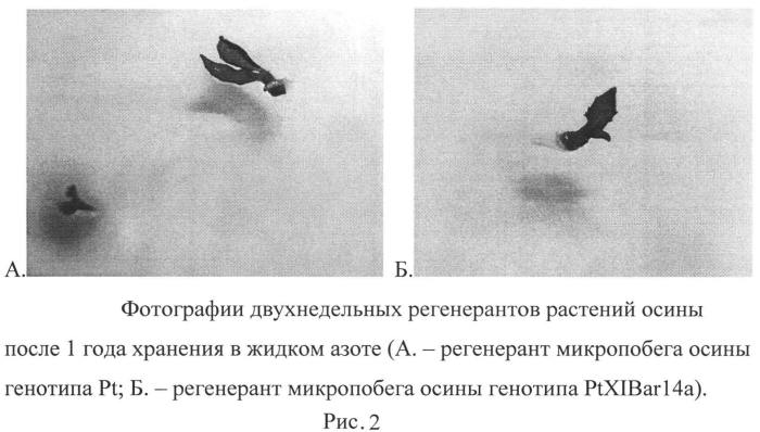 Способ криоконсервации пазушных почек in vitro растений осины (патент 2565803)