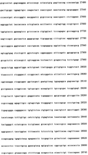 Конструирование рекомбинанта онколитического аденовируса, специфически экспрессирующего иммуномодуляторный фактор gm-csf в опухолевых клетках, и его применение (патент 2361611)
