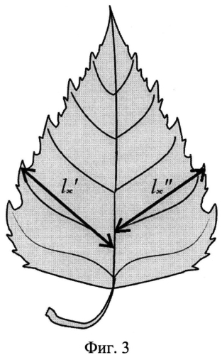Способ сравнительной индикации по флуктуирующей асимметрии листьев березы (патент 2556985)