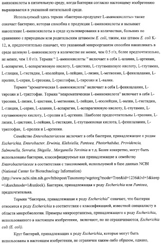 Способ получения l-аминокислот с использованием бактерии, принадлежащей к роду escherichia, в которой разрушен путь биосинтеза гликогена (патент 2315809)