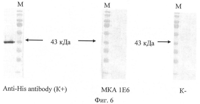 Штамм гибридных культивируемых клеток животных mus musculus 1e6 - продуцент моноклональных антител, специфичных к спорам bacillus anthracis (патент 2439148)