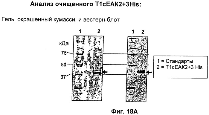 Полипептид со свойствами агониста рецептора гормона роста, кодирующая его нуклеиновая кислота, вектор для его экспрессии и продуцирующая его клетка (патент 2391353)