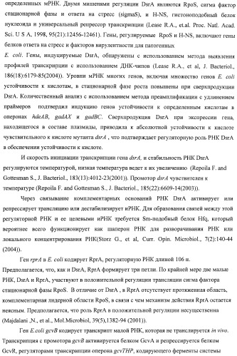 Способ получения l-аминокислот с использованием бактерии, принадлежащей к роду escherichia, в которой инактивирован один или несколько генов, кодирующих малые рнк (патент 2395567)