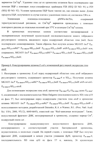 Бактерия - продуцент 1-бутанола и способ получения 1-бутанола (патент 2431672)