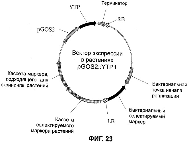 Растения, имеющие усиленные признаки, связанные с урожайностью, и способ их получения (патент 2503721)