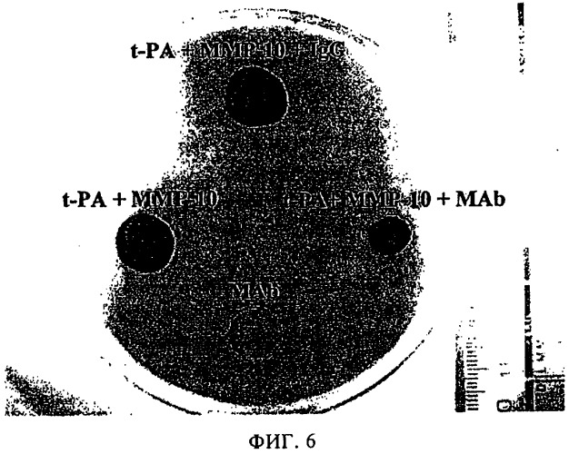 Применение матриксной металлопротеиназы-10 (ммр-10) для тромболитической терапии (патент 2489163)