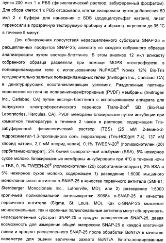 Иммунологические анализы активности ботулинического токсина серотипа а (патент 2491293)