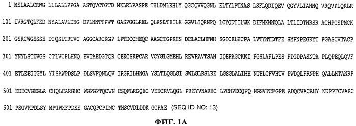 Способ лечения рака у человека (варианты), применяемая в способе форма (варианты) и применение антитела (варианты) (патент 2430739)