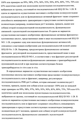 Способы и композиции для экспрессии антисмысловой вирусной рнк в клетках собаки (патент 2457250)