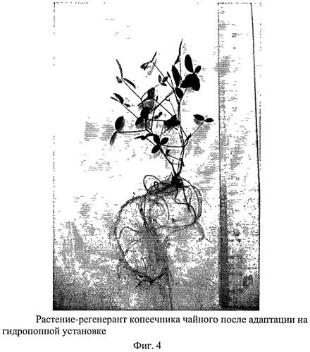 Способ размножения копеечника чайного (hedysarum theinum krasnob.) (патент 2547593)