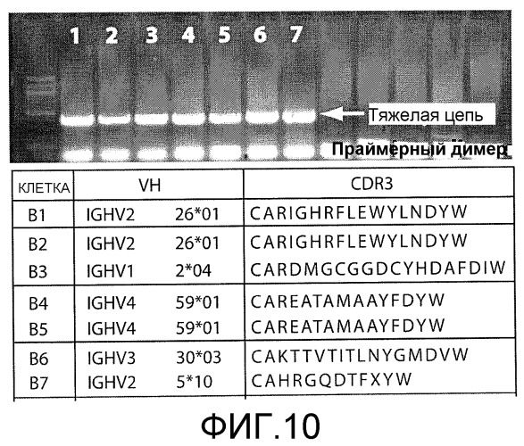 Композиции и способы, используемые для оценки цитотоксичности отдельных клеток (патент 2532228)