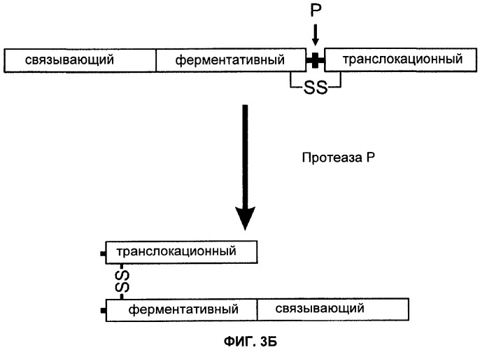 Способы лечения мочеполовых-неврологических расстройств с использованием модифицированных клостридиальных токсинов (патент 2491086)