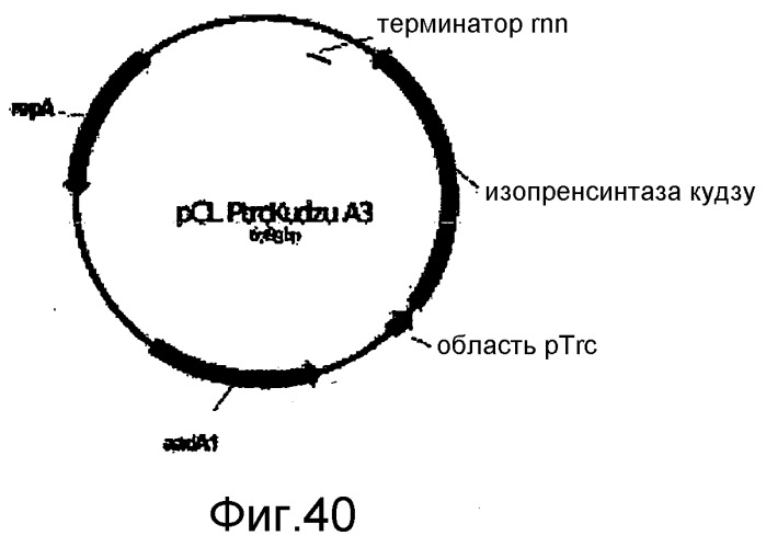 Полимеры изопрена из возобновляемых источников (патент 2505605)