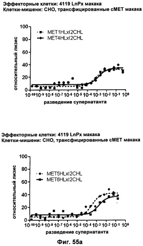 Pscaxcd3, cd19xcd3, c-metxcd3, эндосиалинxcd3, epcamxcd3, igf-1rxcd3 или fap-альфаxcd3 биспецифическое одноцепочечное антитело с межвидовой специфичностью (патент 2547600)