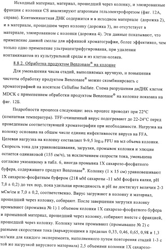 Линии клеток почки собаки майдин-дэрби (mdck), поддерживающие рост вирусов до высоких титров, и способ применения этих клеток в биореакторе (патент 2487935)