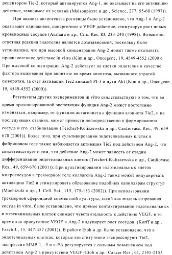 Стабилизированные антитела против ангиопоэтина-2 и их применение (патент 2509085)