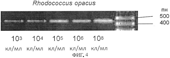 Способ видовой дифференциации жизнеспособных родококков, иммобилизованных в гелевом носителе (патент 2525934)