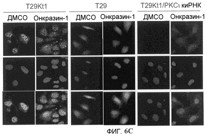 Онкогенное ras-специфичное цитотоксическое соединение и способы его применения (патент 2448703)