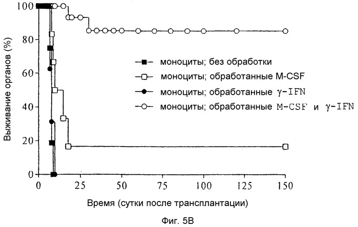 Способ получения индуцирующих воспринимаемость трансплантата клеток моноцитарного происхождения, способ получения фармацевтической композиции для подавления реакций отторжения трансплантата, индуцирующие воспринимаемость трансплантата клетки моноцитарного происхождения, клеточный препарат для индукции воспринимаемости трансплантата, фармацевтическая композиция для подавления реакций отторжения трансплантата, применение индуцирующих воспринимаемость трансплантата клеток (варианты), способ получения и/или размножения регуляторных т-лимфоцитов, гибридомная клеточная линия, антитело и применение антитела (патент 2370535)