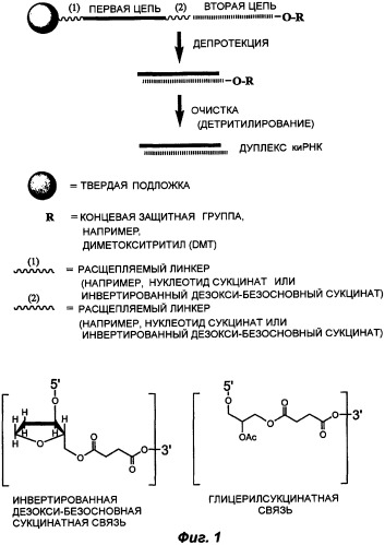 Молекулы химически модифицированной короткой интерферирующей нуклеиновой кислоты, которые опосредуют интерференцию рнк (патент 2418068)