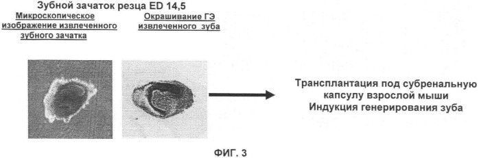 Способ формирования зуба, зубной ряд и способ формирования ткани (патент 2428140)