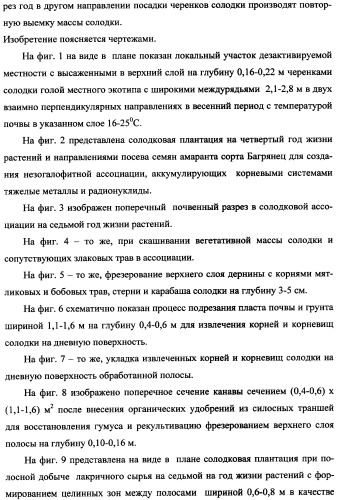 Фиторемедиационный способ очистки почв от тяжелых металлов (патент 2359444)