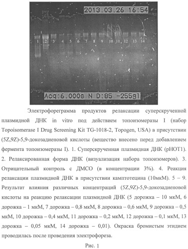 Способ получения (5z,9z)-5,9-докозадиеновой кислоты, проявляющей ингибирующее действие на человеческую топоизомеразу i (патент 2541795)