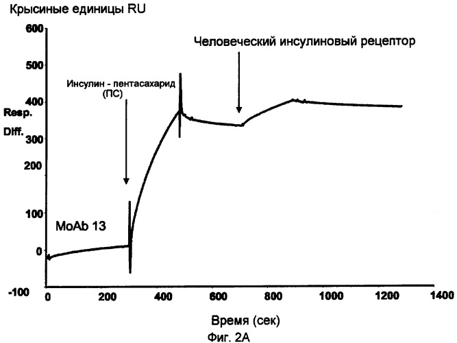 Конъюгаты полипептида и олигосахарида (патент 2443713)