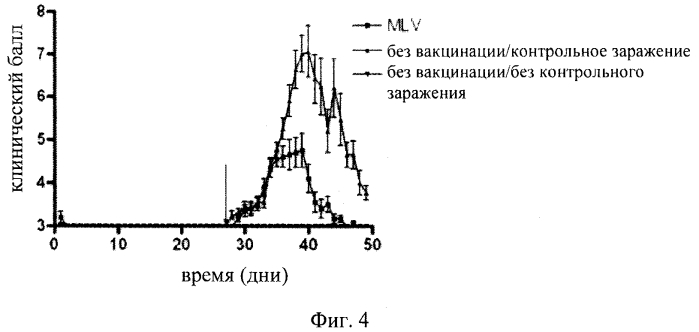 Вакцина против высокопатогенного репродуктивно-респираторного синдрома свиней (hp prrs) (патент 2561595)