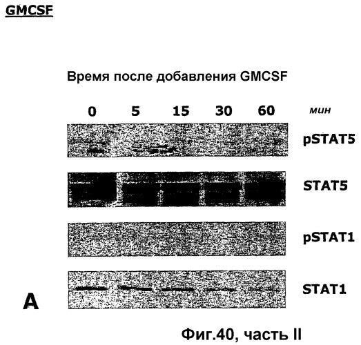 Способы лечения неврологических состояний с применением гематопоэтических факторов роста (патент 2353385)