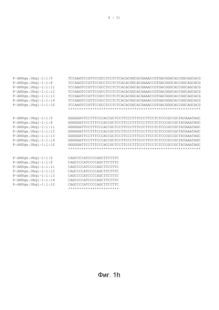 Регуляторные элементы растений и их применение (патент 2644205)