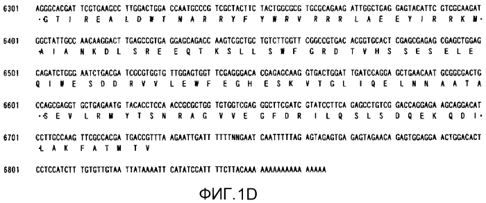 Новая ацетил-coa-карбоксилаза (патент 2551779)