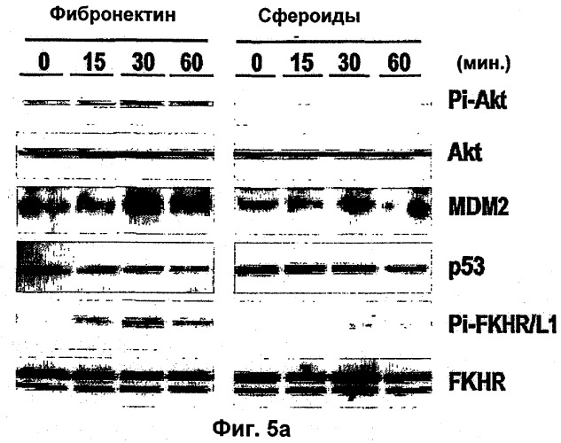 Комбинированная терапия, использующая антиангиогенные средства и tnf-  (патент 2316337)